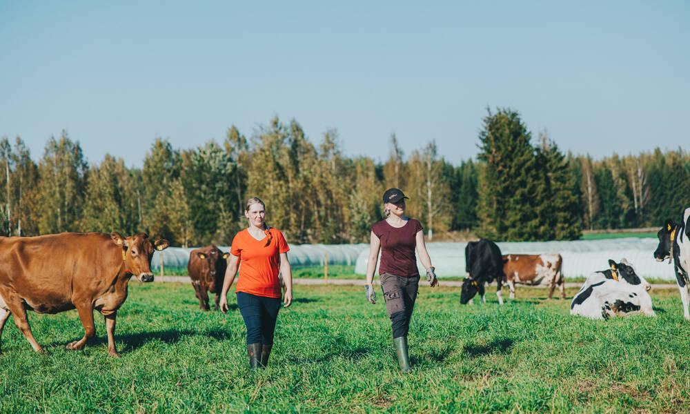 lehmät ja ihmiset laitumella