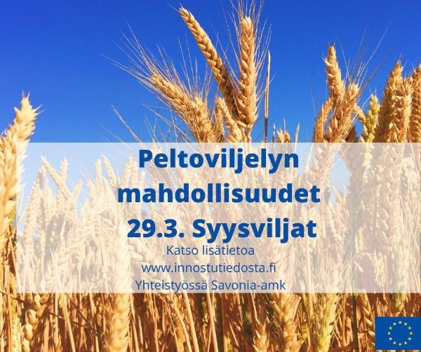 Syysviljojen viljely