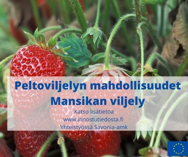Mansikan viljely